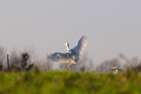 29546 Bubulcus ibis (Airone guardabuoi)